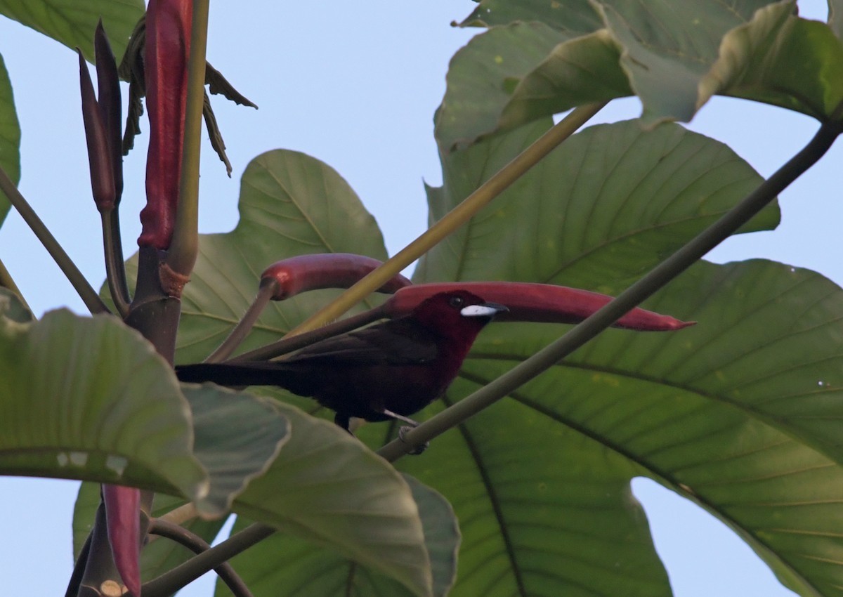 Silver-beaked Tanager - ML220341421