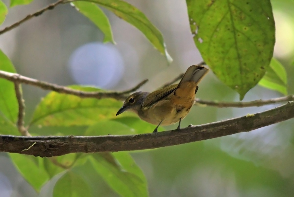 Fulvous-crested Tanager - ML220341471