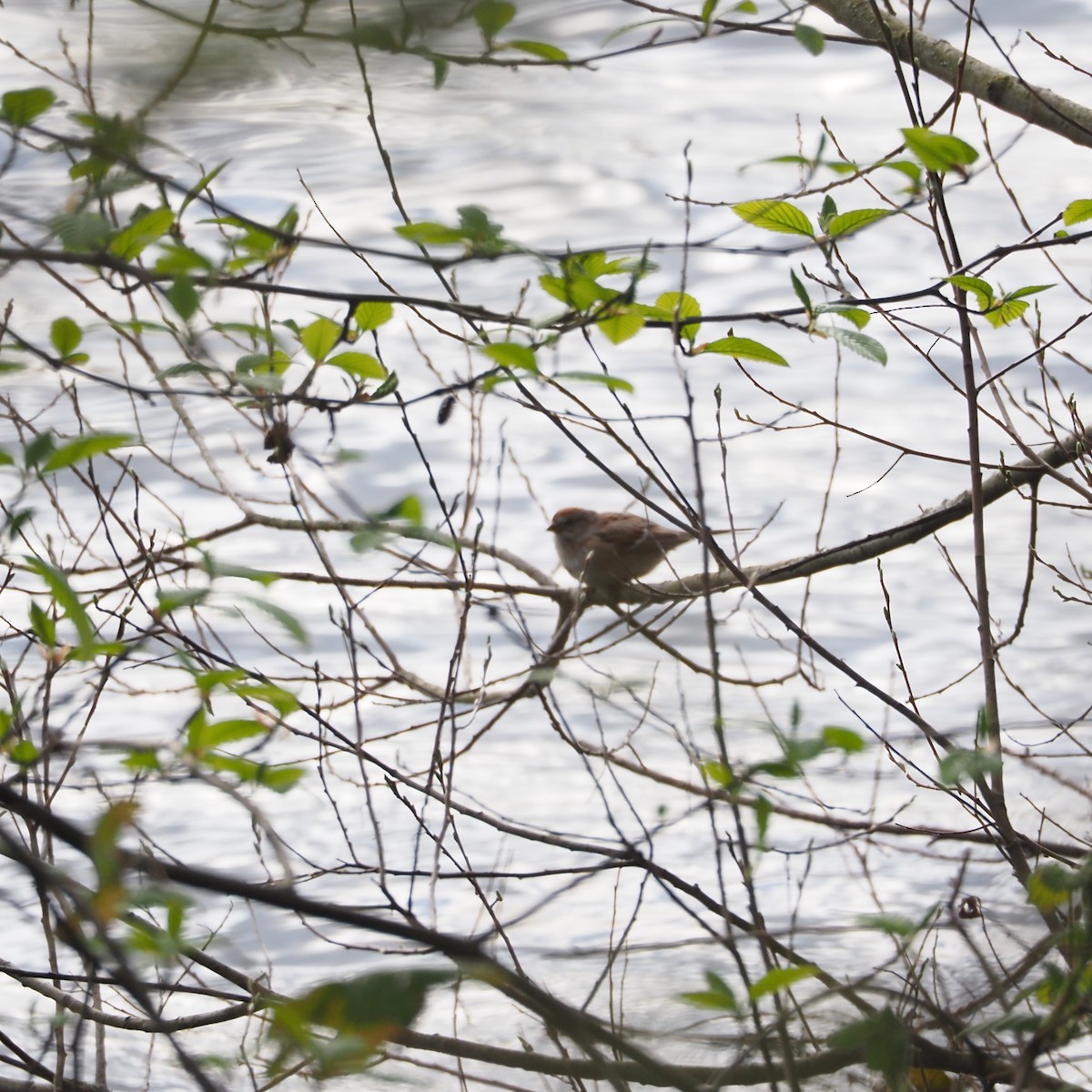 American Tree Sparrow - ML220341591