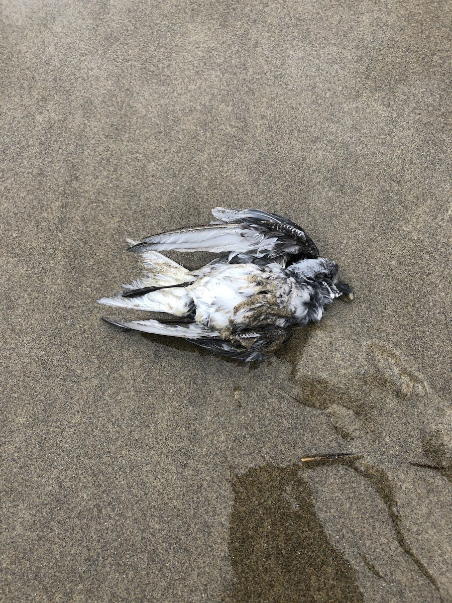 Fork-tailed Storm-Petrel - Gary Fugle