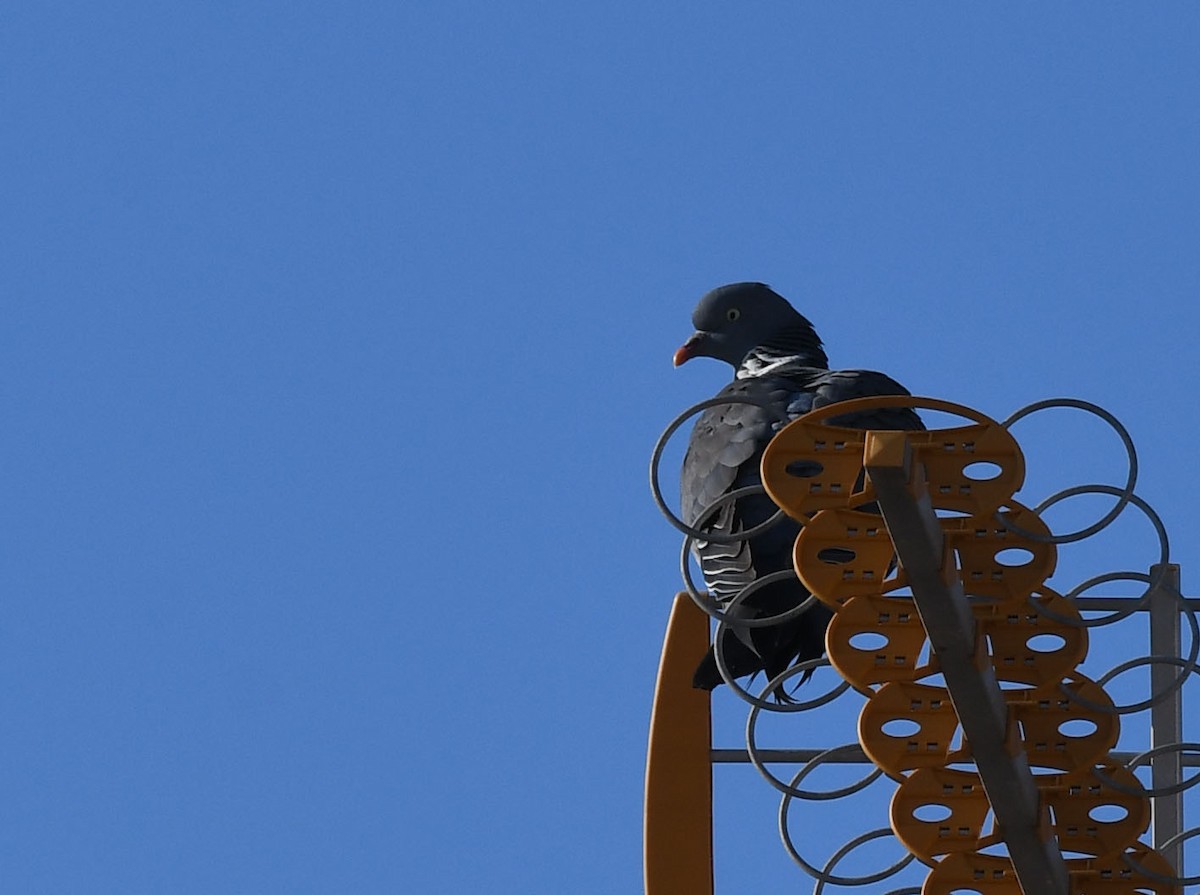 Common Wood-Pigeon - Ricard Gutiérrez