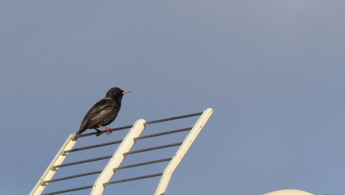 European Starling - Ricard Gutiérrez