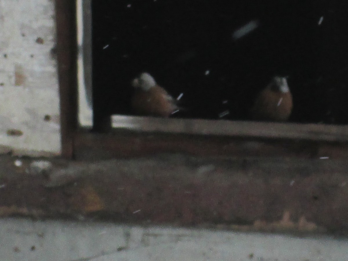 Gray-crowned Rosy-Finch - ML220343031