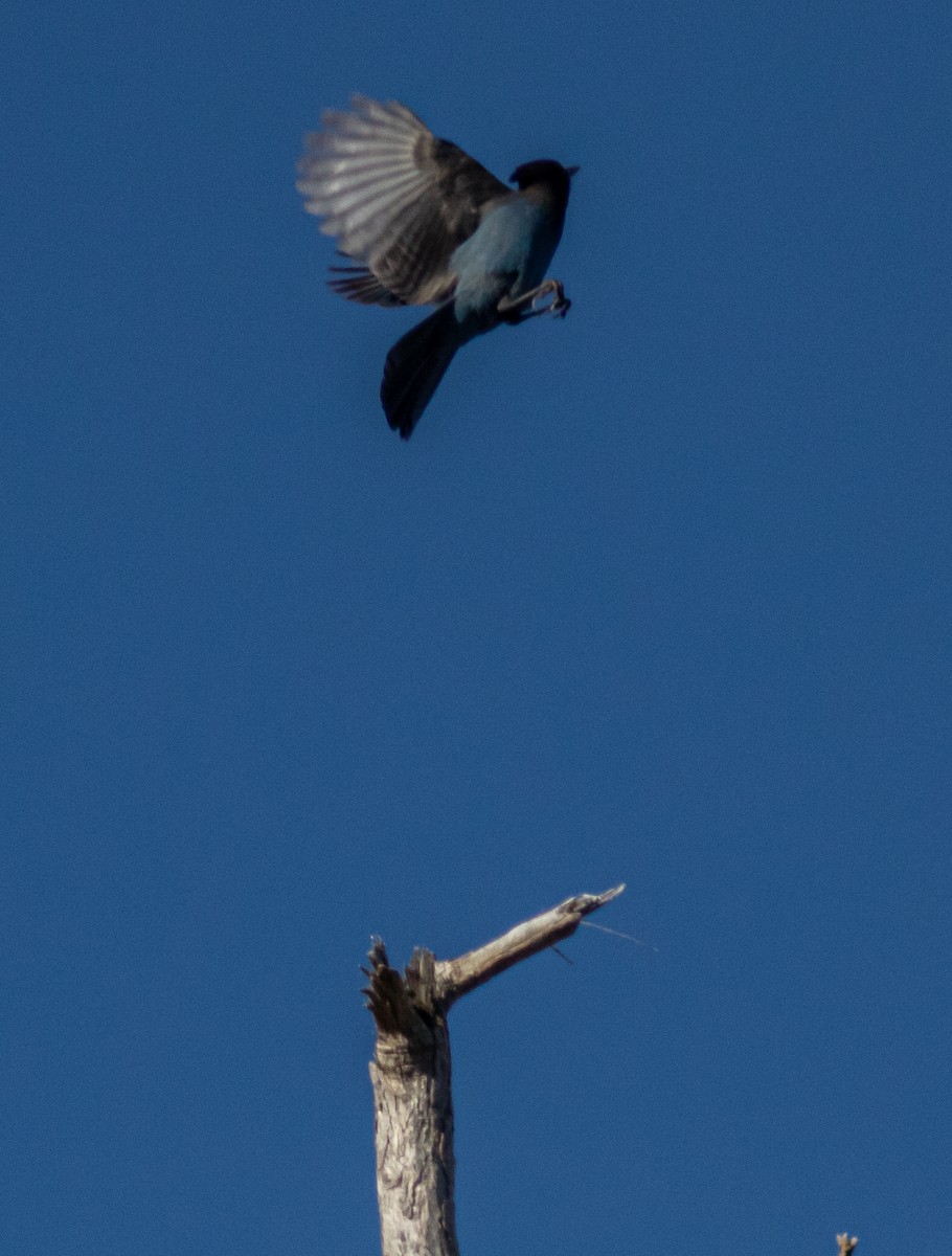 Steller's Jay - ML220347201