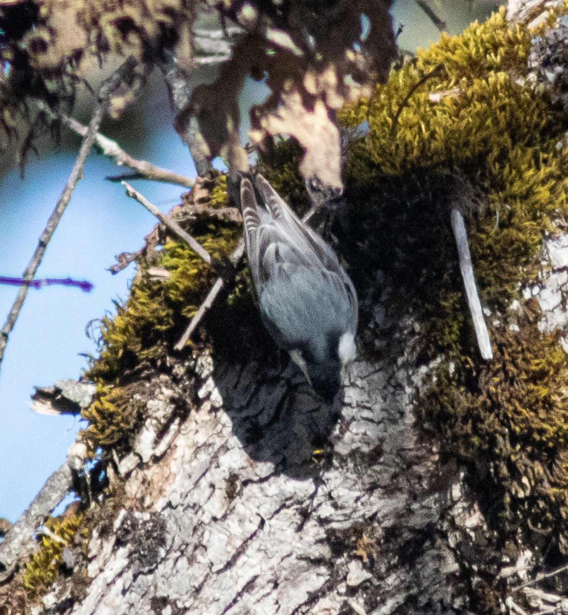 White-breasted Nuthatch - ML220347261