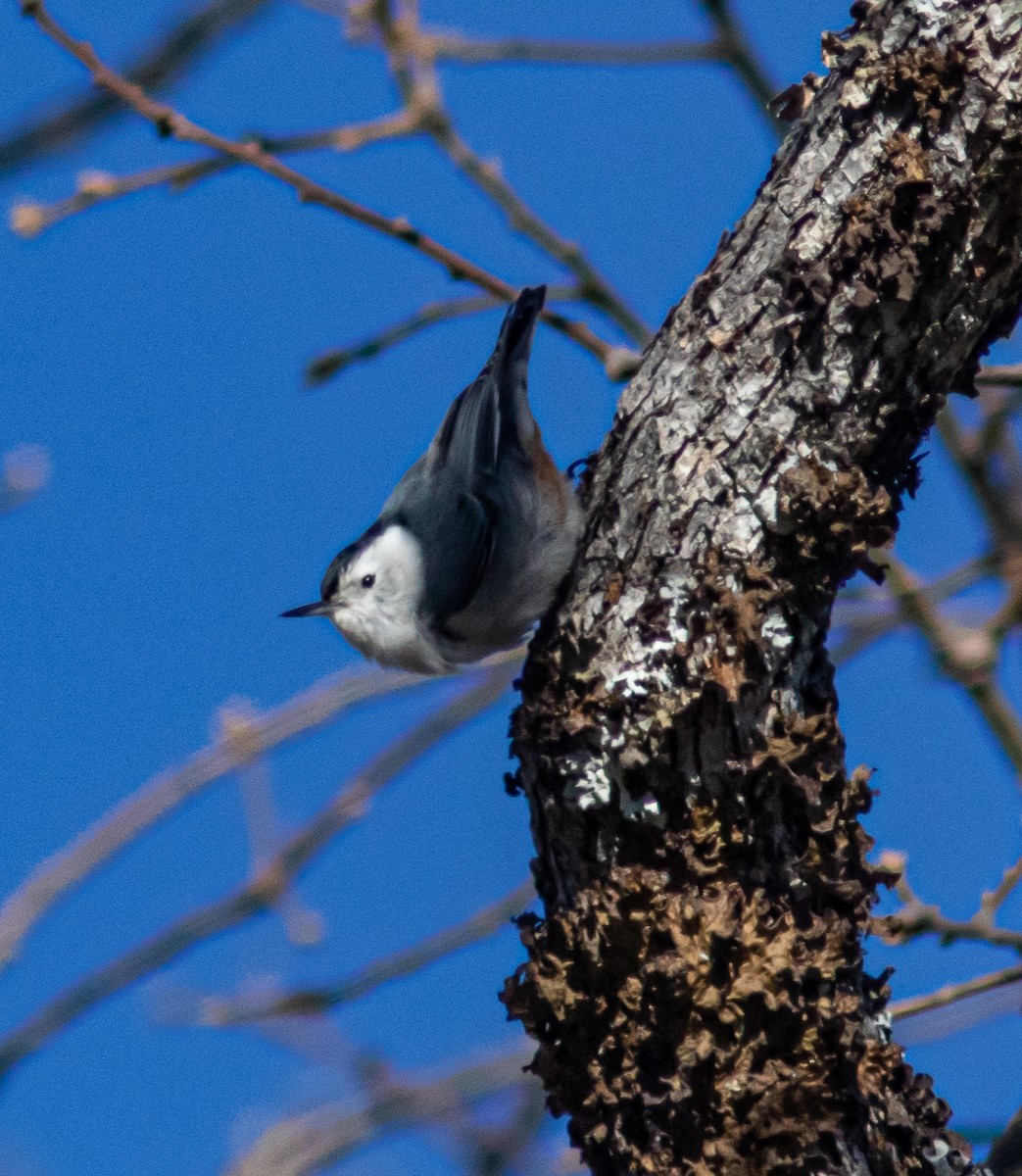 White-breasted Nuthatch - ML220347291