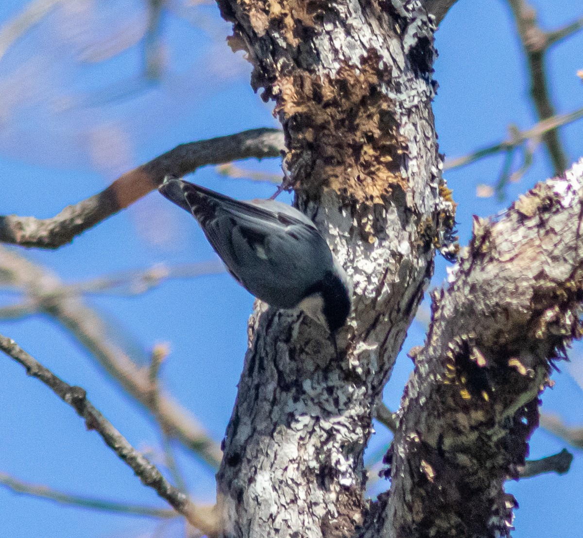 White-breasted Nuthatch - ML220347311