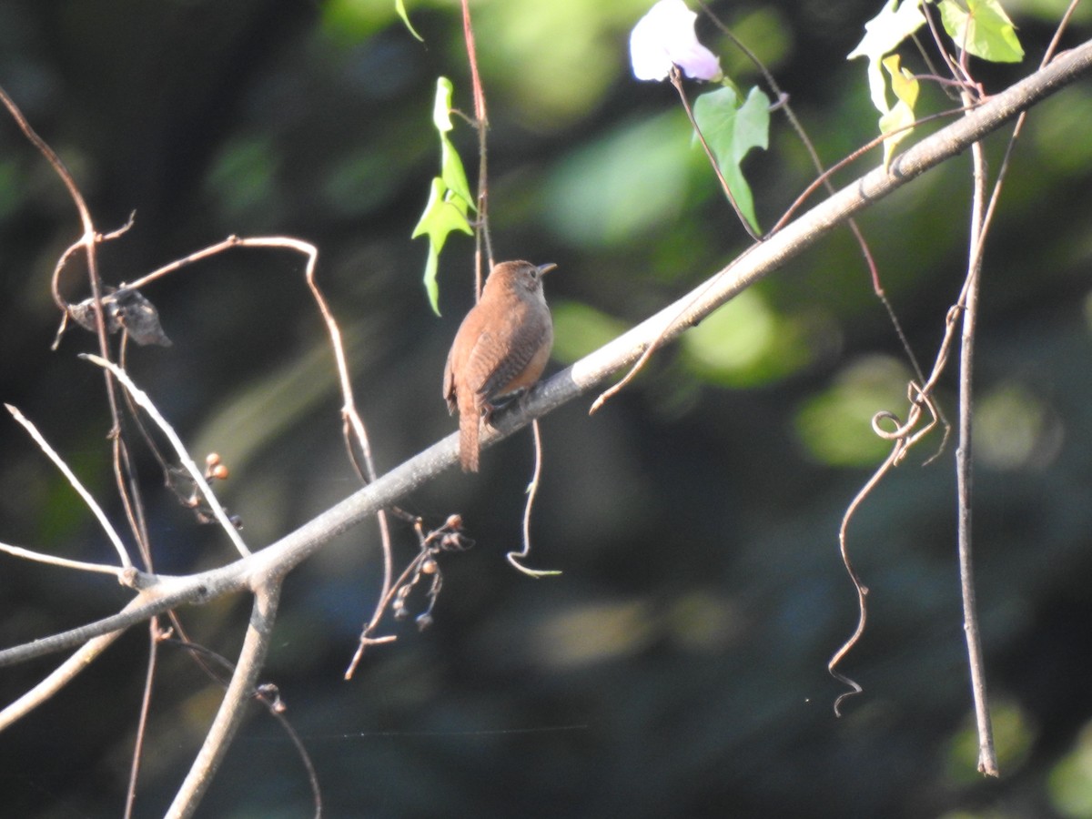 House Wren - ML220349451