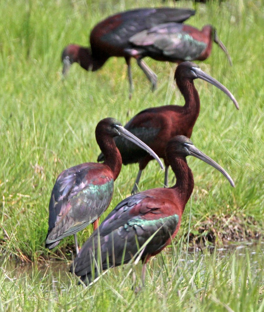 ibis hnědý - ML220350771