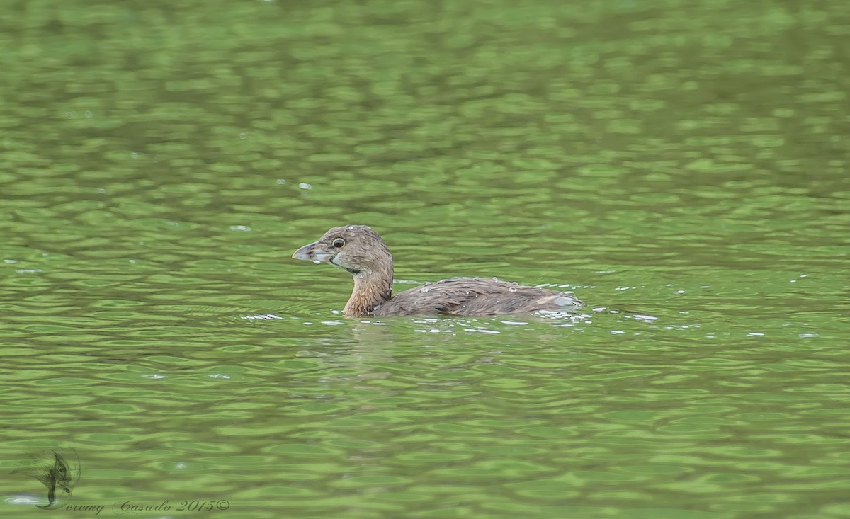 Pied-billed Grebe - ML22035191