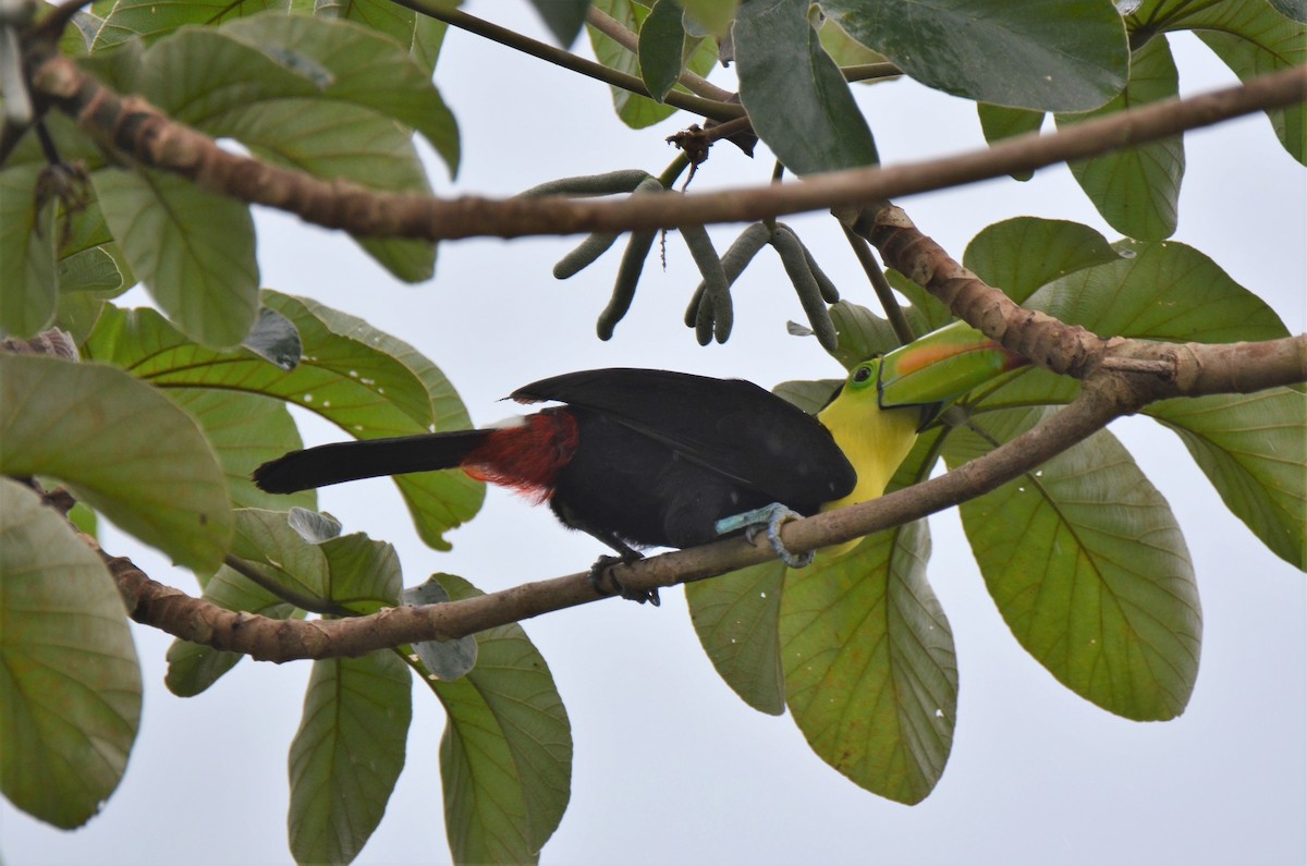 Keel-billed Toucan - ML220352051