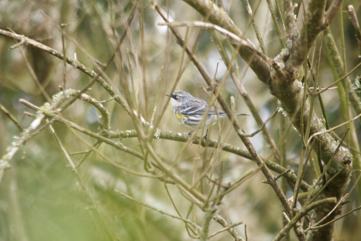 Yellow-rumped Warbler - ML220352721