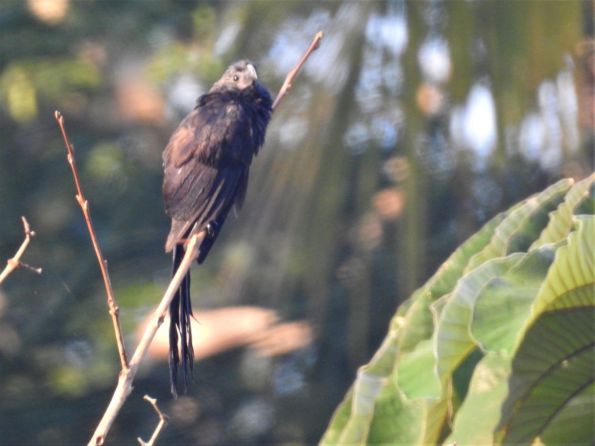 Groove-billed Ani - ML220353241