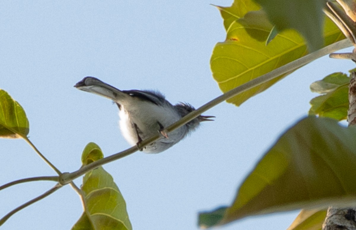 Klages's Gnatcatcher - ML220353401