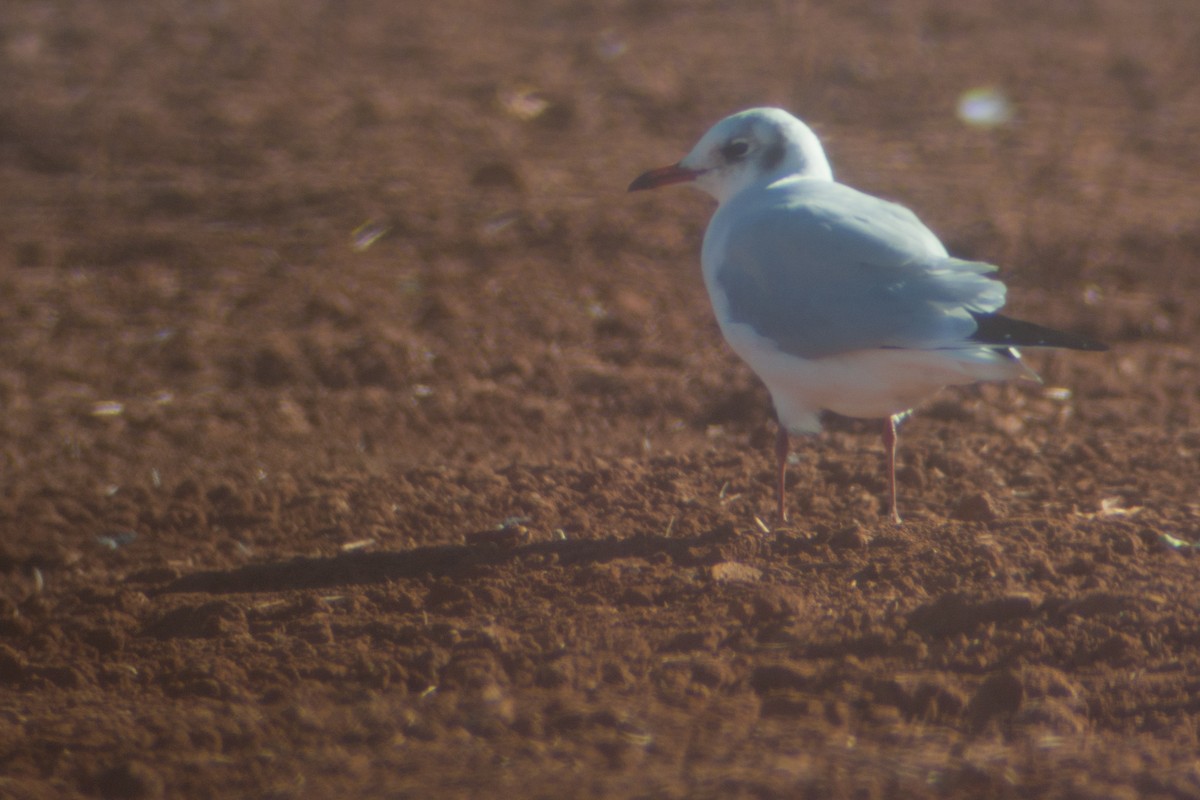 Хүрэн толгойт цахлай - ML220353431