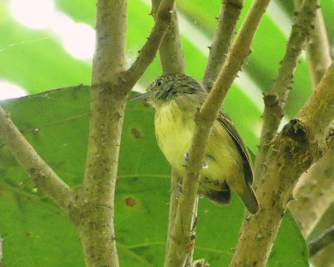 Spot-crowned Antvireo - ML220353641