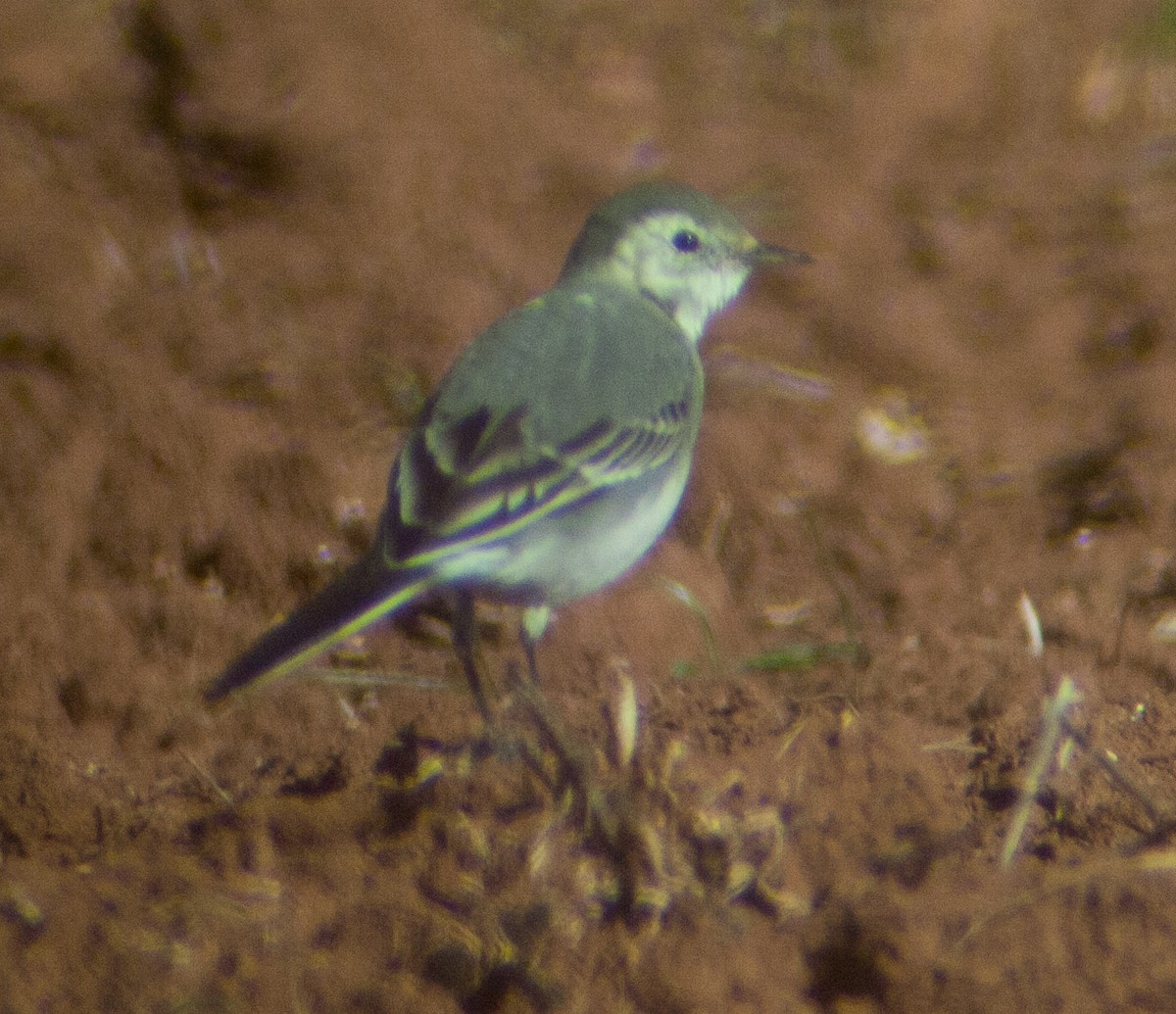 White Wagtail (White-faced) - ML220353771