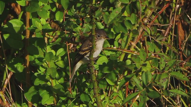 Alder/Willow Flycatcher (Traill's Flycatcher) - ML220353961