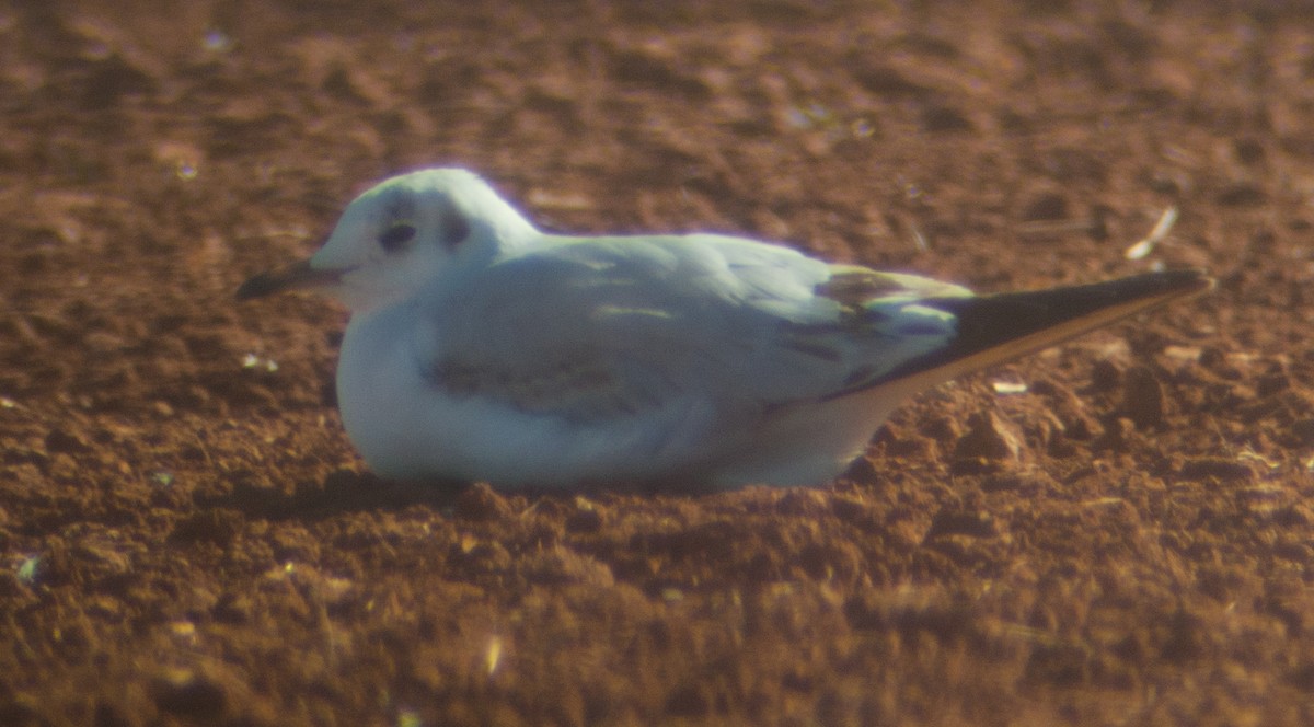 Хүрэн толгойт цахлай - ML220354241