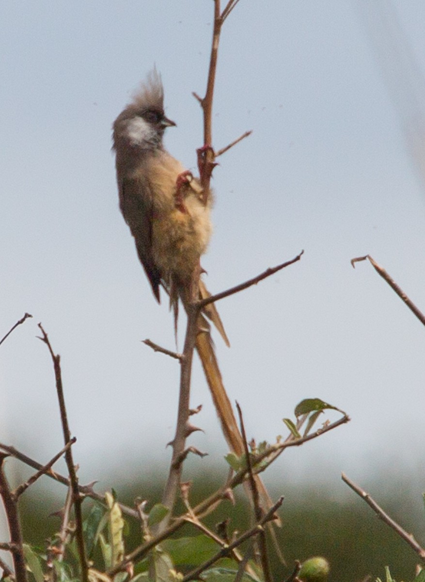 Speckled Mousebird - ML220355321