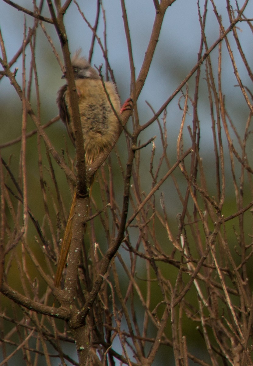 Speckled Mousebird - ML220355521