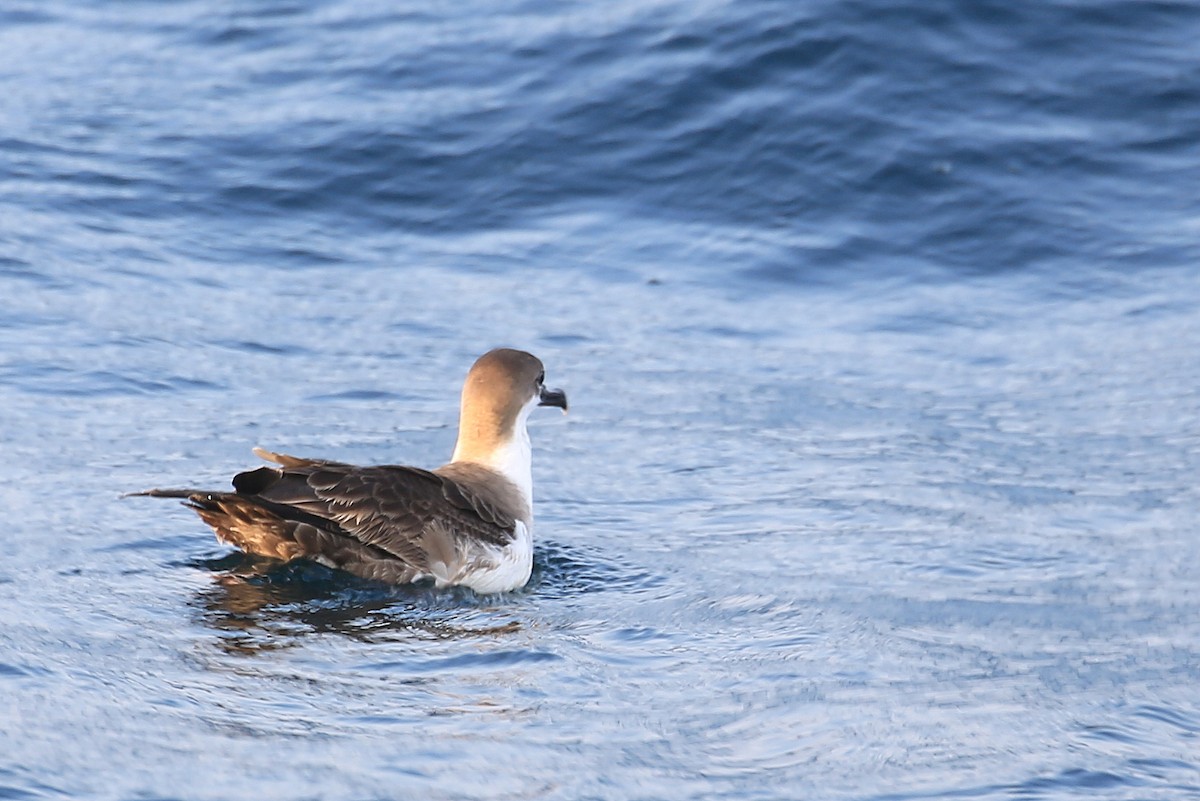 Great Shearwater - Tim Lenz