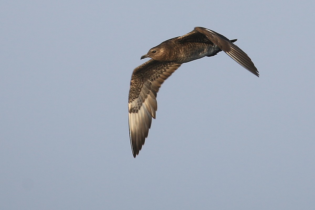 Pomarine Jaeger - Tim Lenz