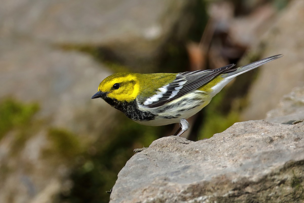 Black-throated Green Warbler - Doug Hommert