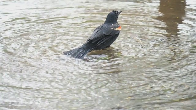 Red-winged Blackbird - ML220358181