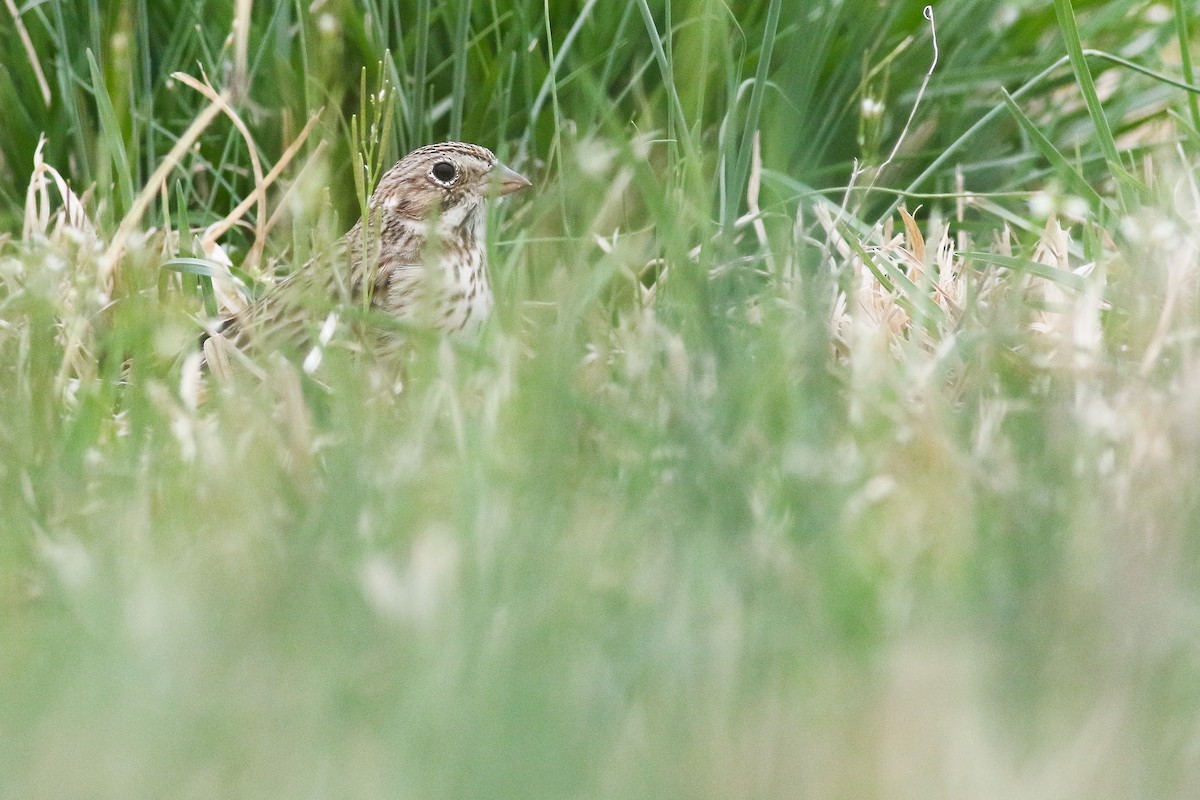 Vesper Sparrow - ML220358331