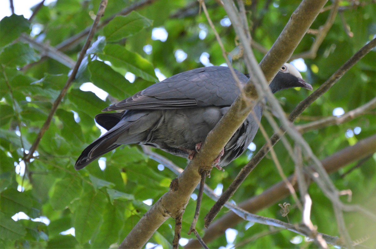 Pigeon à couronne blanche - ML220359481