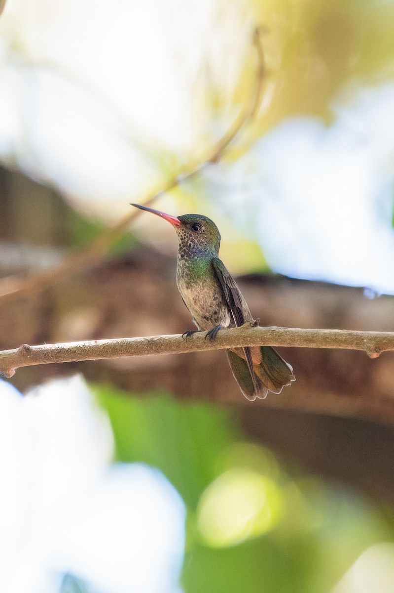 Charming Hummingbird - ML220364271