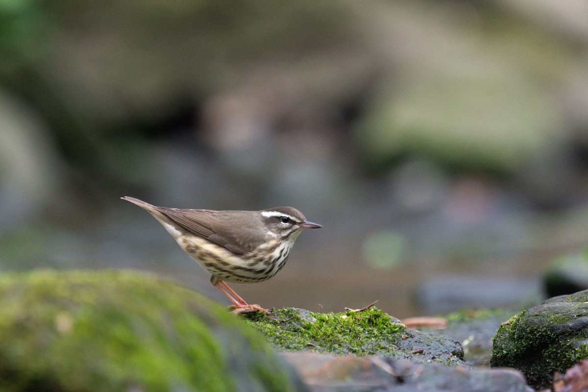 Louisiana Waterthrush - ML220364891