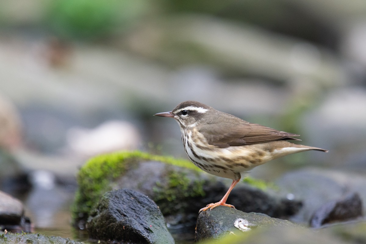 Louisiana Waterthrush - ML220364951