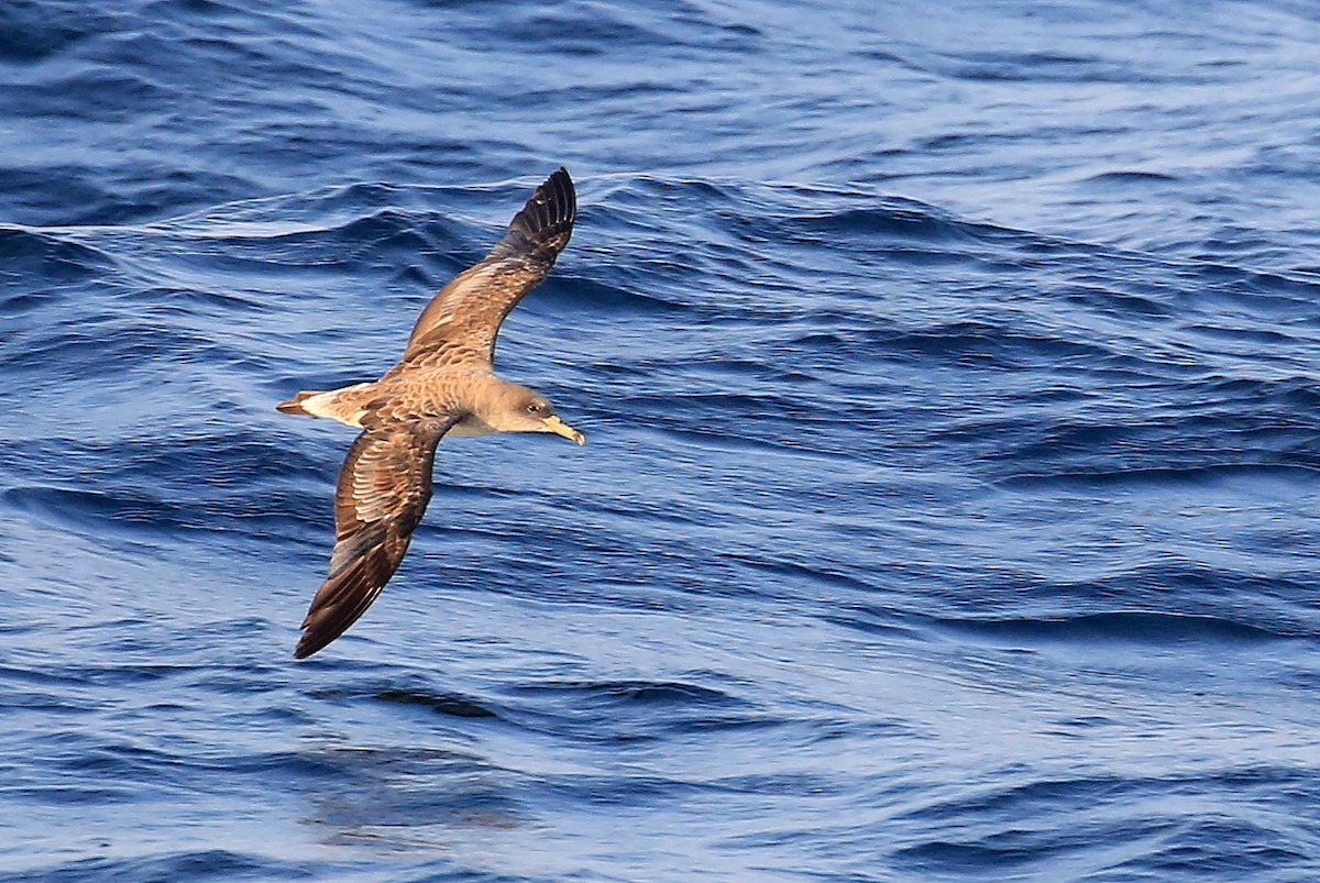 Cory's Shearwater - ML220365511