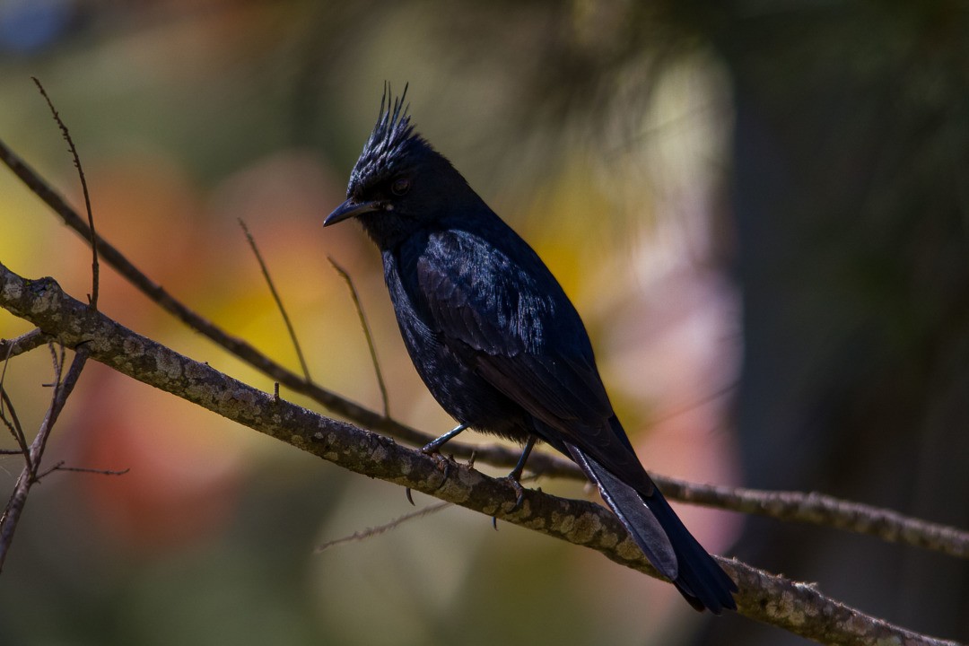 Crested Black-Tyrant - ML220368211