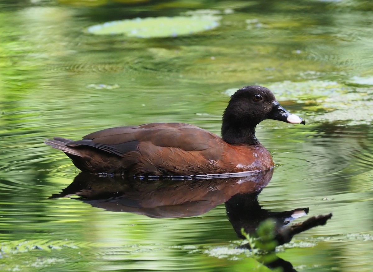 Hartlaub's Duck - ML220368981