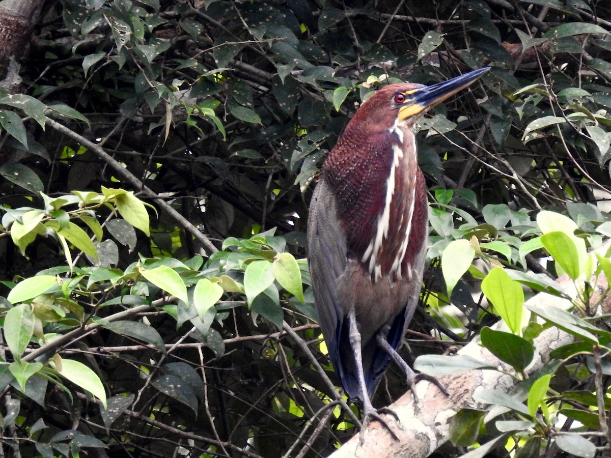 Rufescent Tiger-Heron - Alison Mews