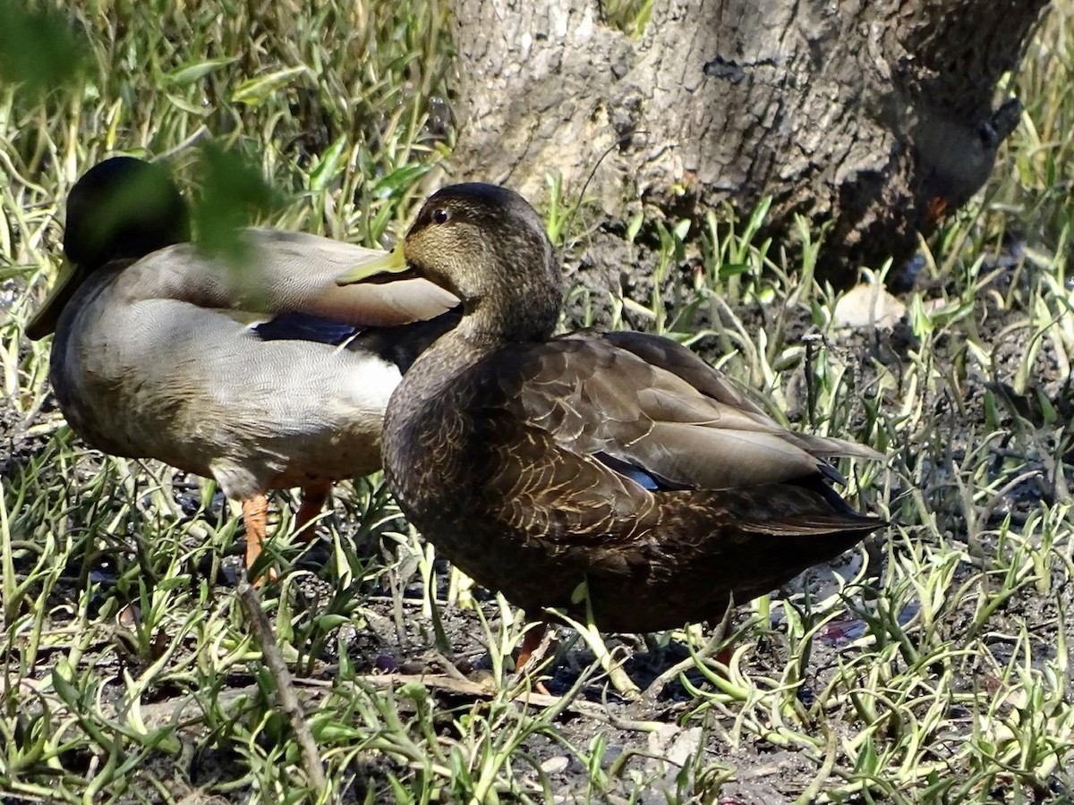 American Black Duck - Fleeta Chauvigne