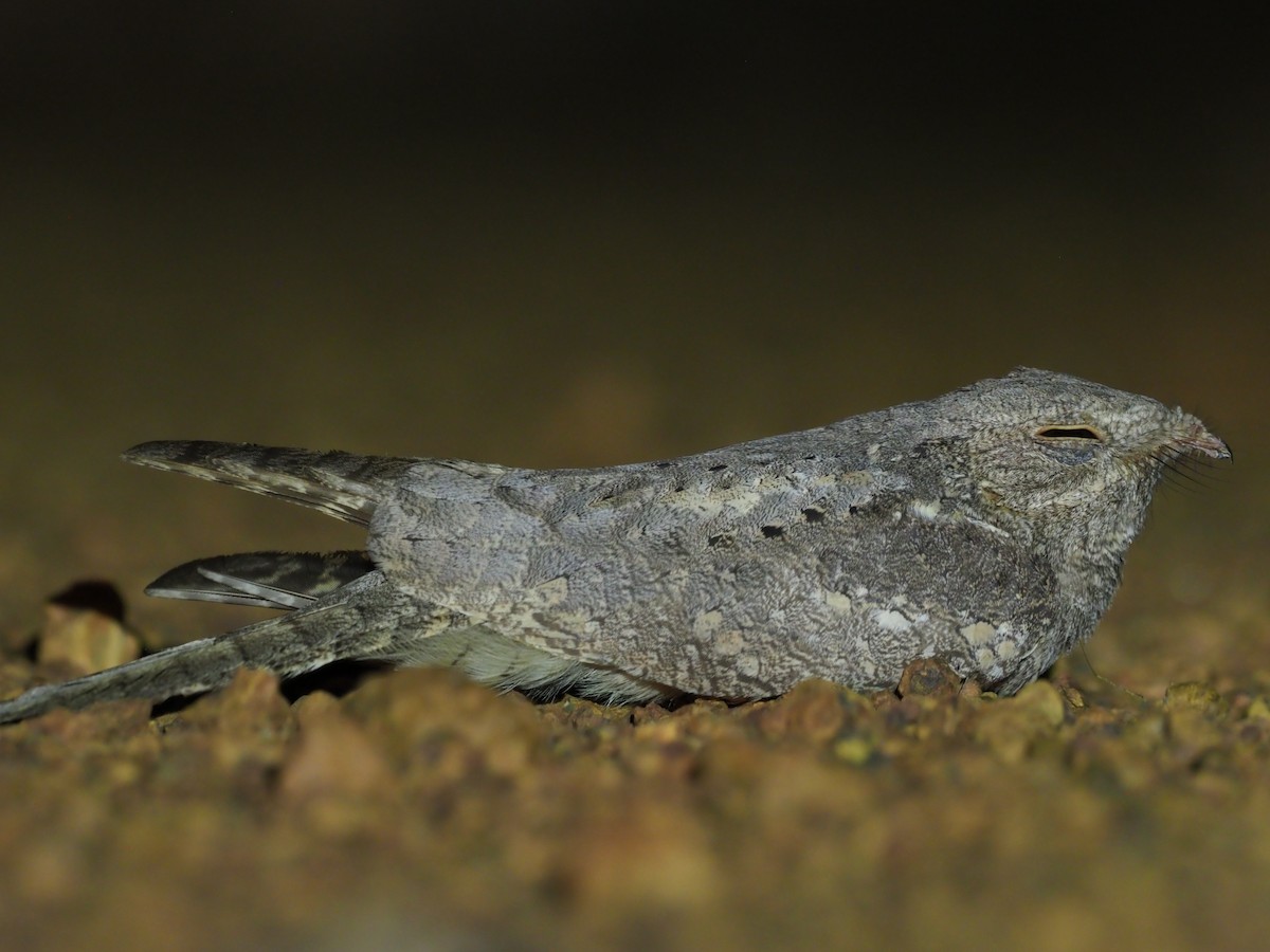 Plain Nightjar - ML220371131