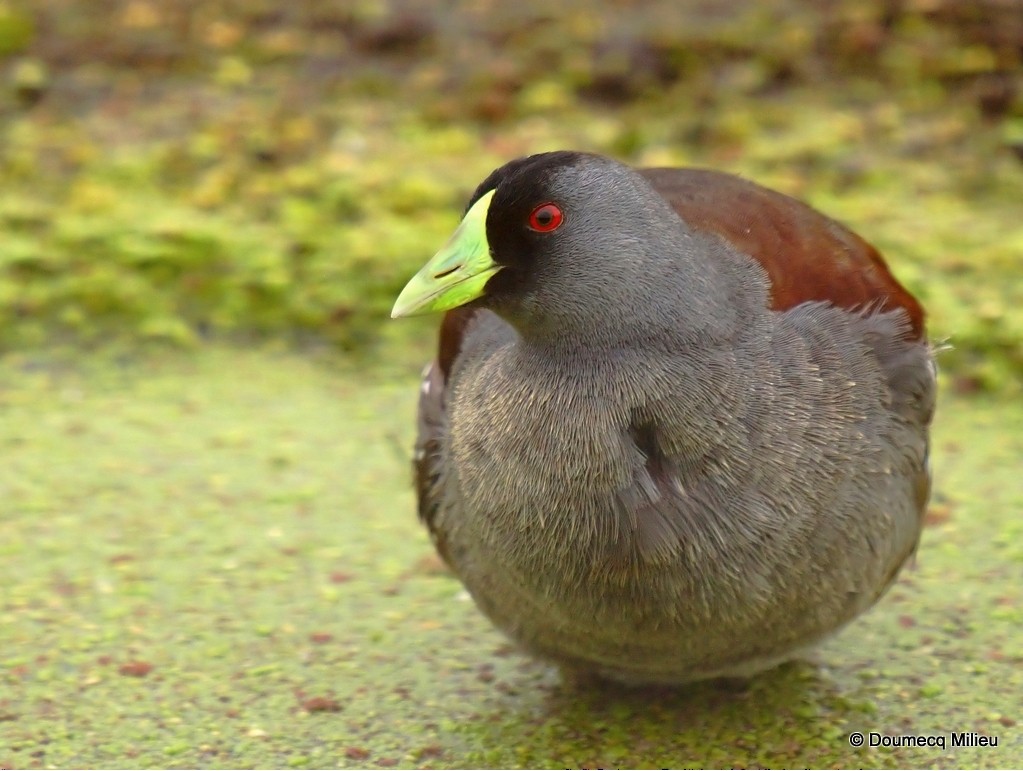 Spot-flanked Gallinule - Ricardo  Doumecq Milieu
