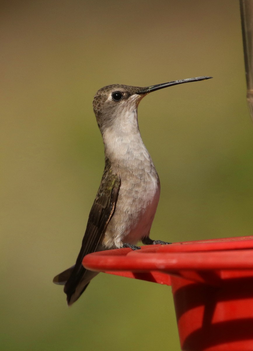 Black-chinned Hummingbird - ML220373081