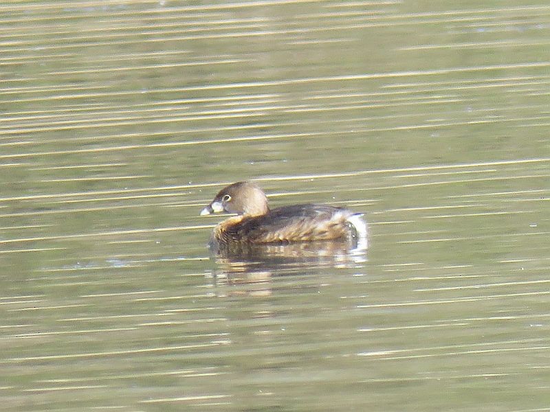 Pied-billed Grebe - Tracy The Birder