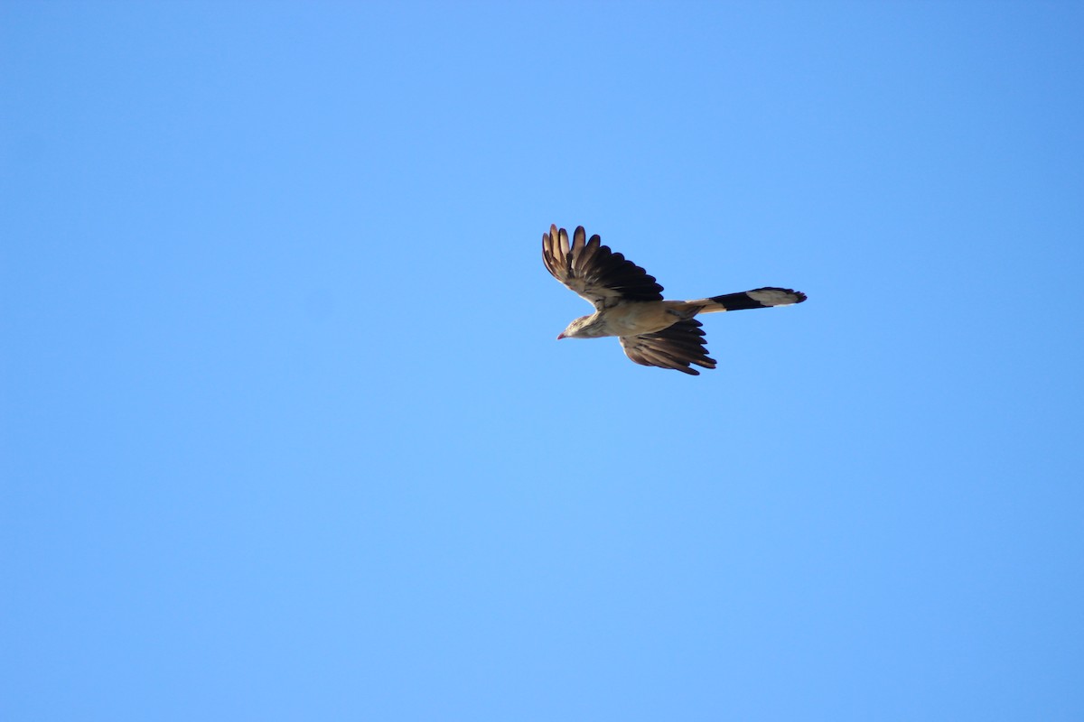 Guira Cuckoo - ML220375811