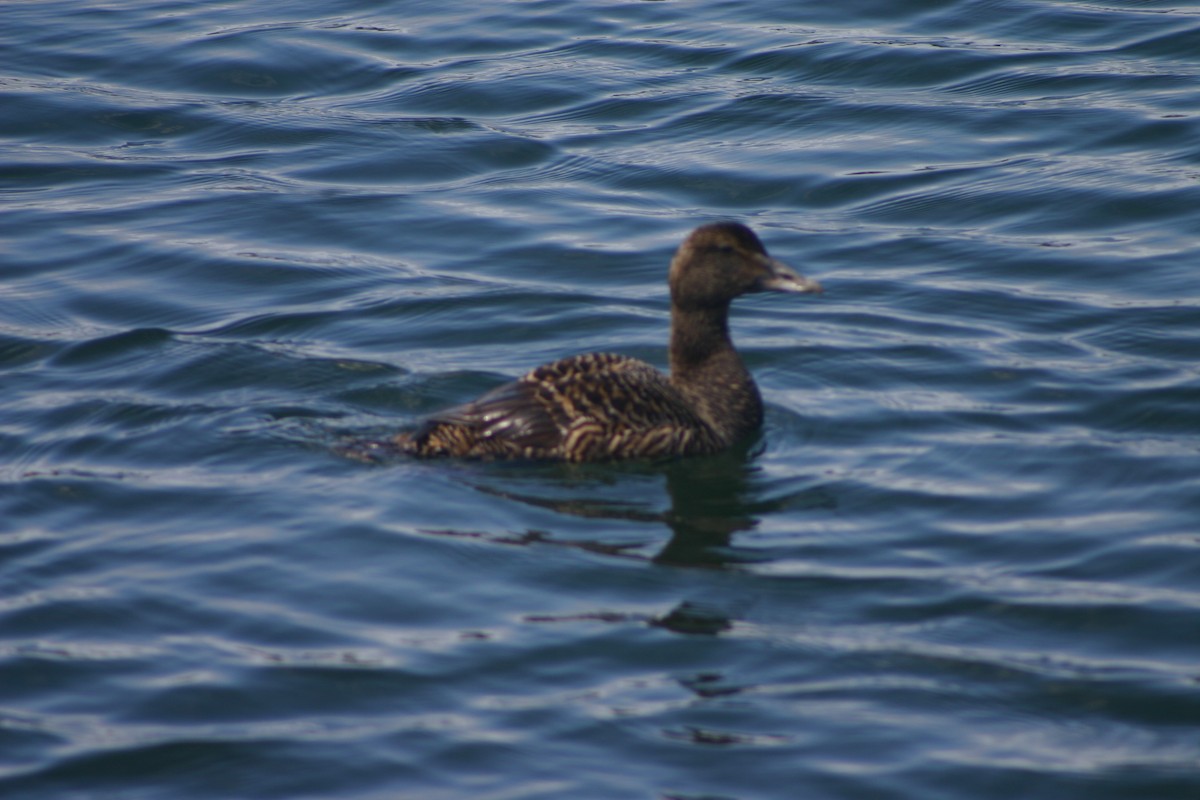 Common Eider - ML22037631