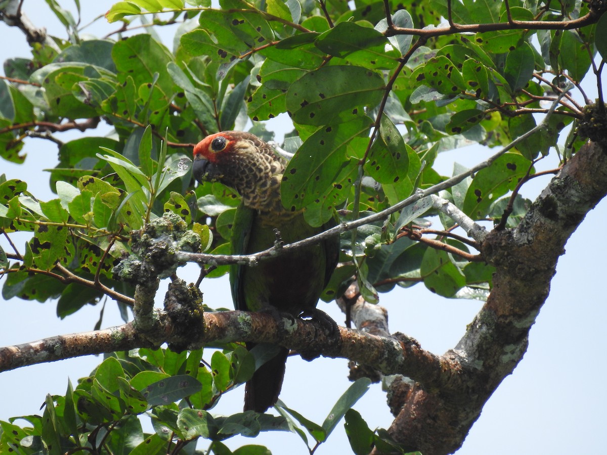 Rose-fronted Parakeet - Fernando Angulo - CORBIDI