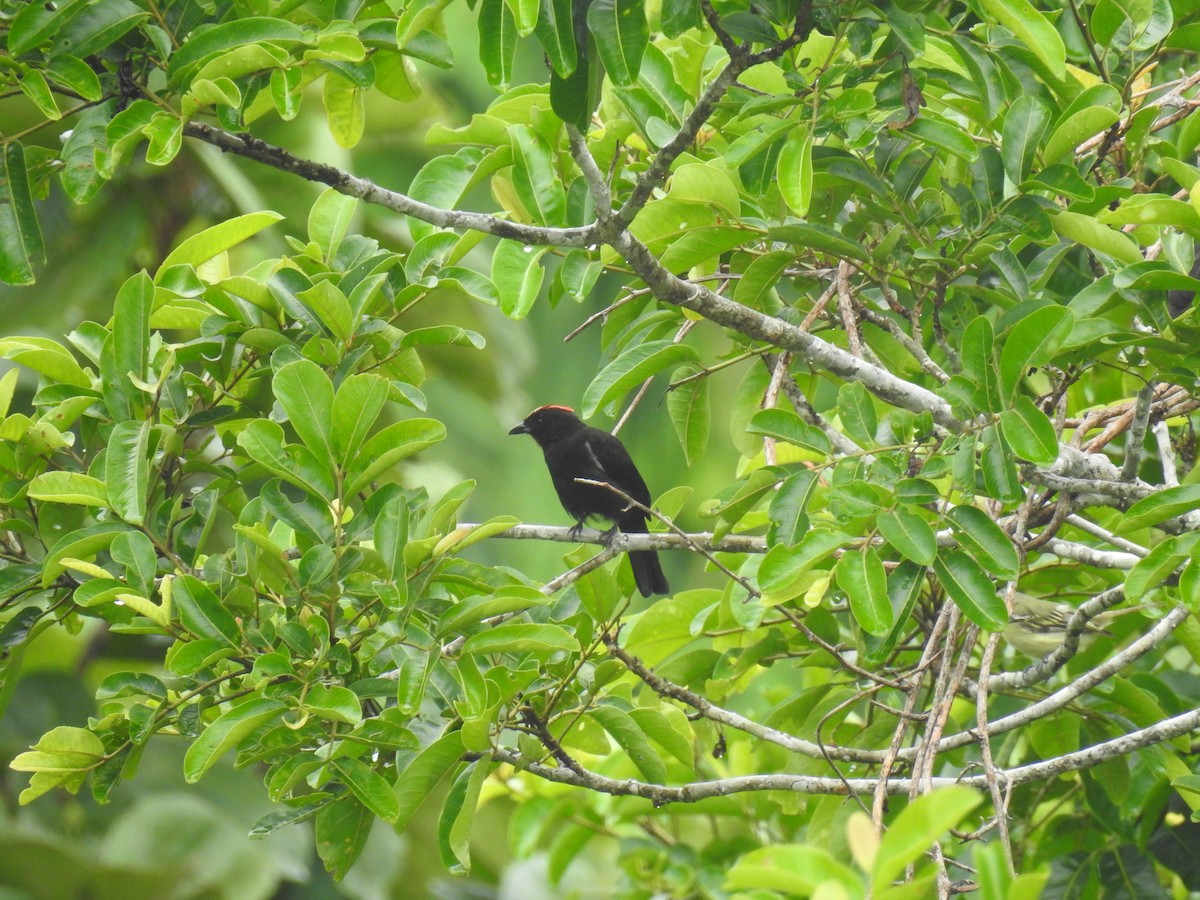 Flame-crested Tanager - Fernando Angulo - CORBIDI