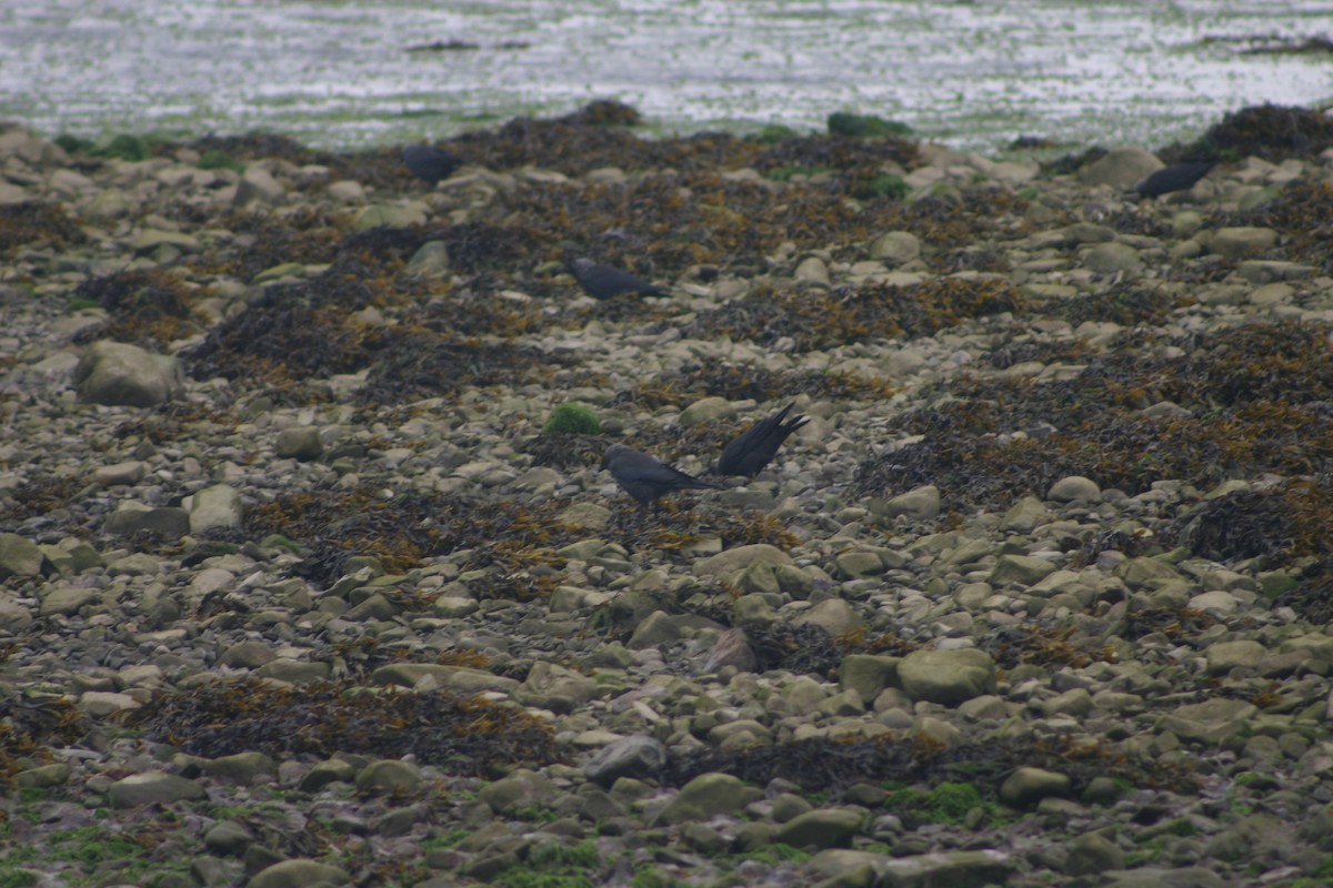 Eurasian Jackdaw - ML22038001