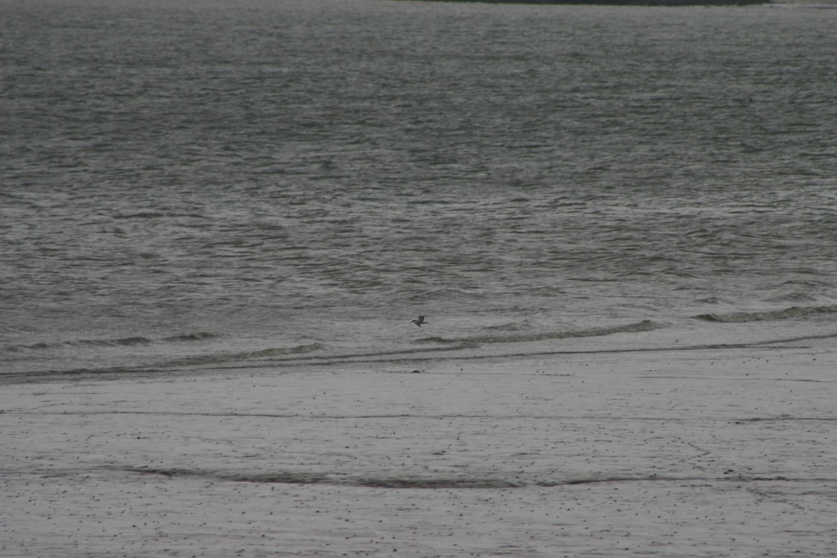 Common Tern - ML22038041
