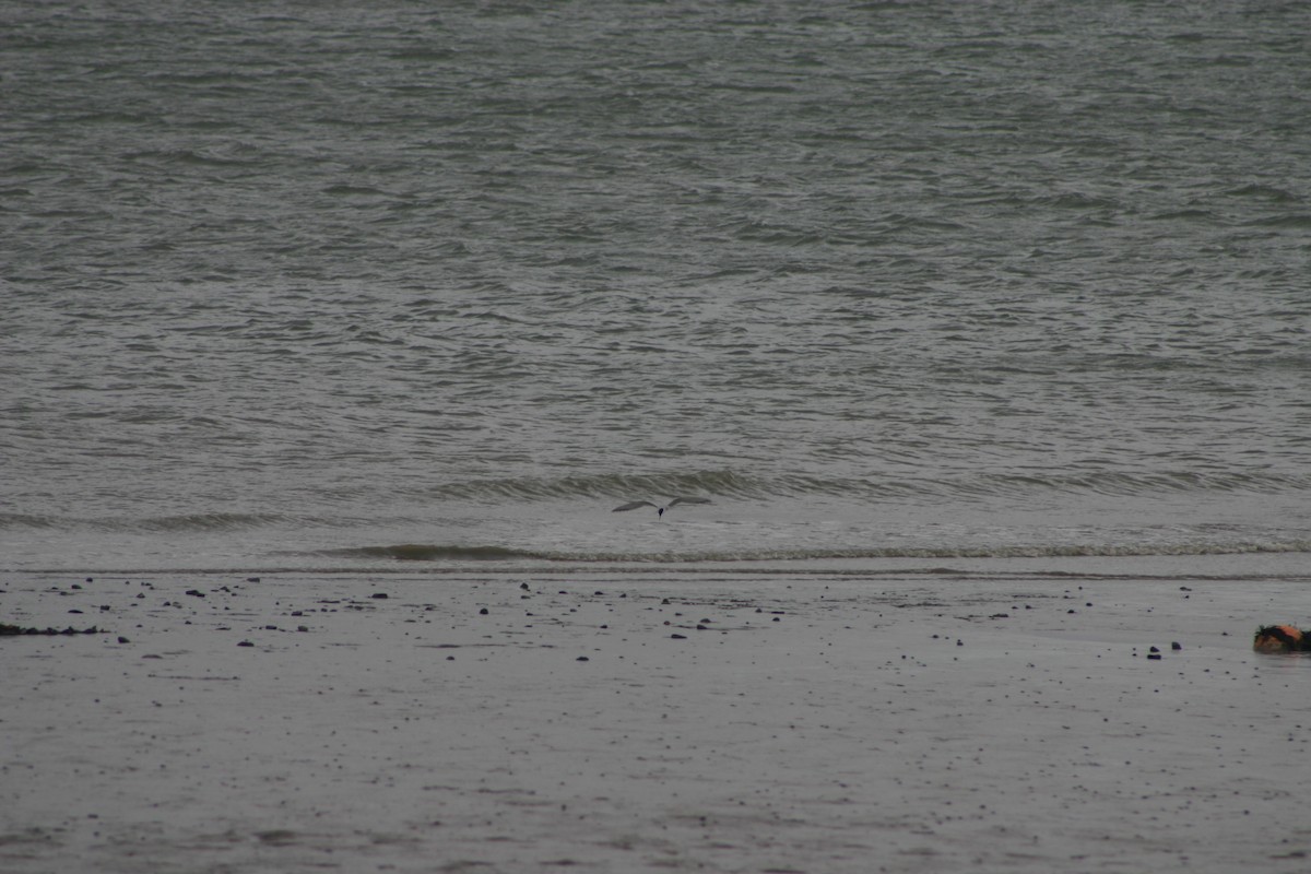 Common Tern - ML22038051